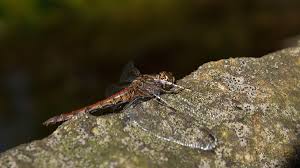 Attēlu rezultāti vaicājumam “Sympetrum vulgatum female”