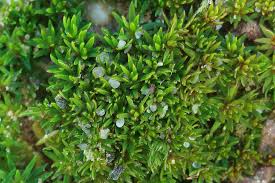 Attēlu rezultāti vaicājumam “Pogonatum nanum”