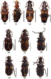 Attēlu rezultāti vaicājumam “Licea castanea macro”