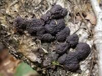 Attēlu rezultāti vaicājumam “Hypoxylon multiforme”