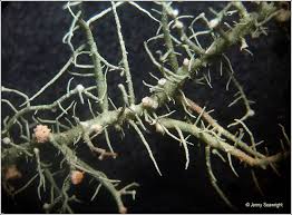 Attēlu rezultāti vaicājumam “Biatoropsis usnearum”