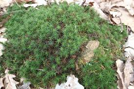 Attēlu rezultāti vaicājumam “Polytrichum formosum”
