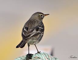 Image result for Anthus petrosus