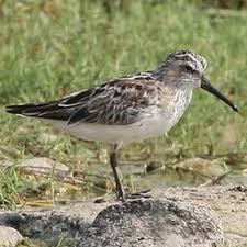 Attēlu rezultāti vaicājumam “Calidris falcinellus”