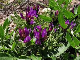 Attēlu rezultāti vaicājumam “Astragalus danicus leaf”