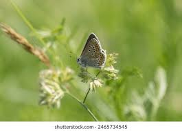 Attēlu rezultāti vaicājumam “Aricia artaxerxes  male”