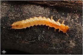 Attēlu rezultāti vaicājumam “Pyrochroidae larva”