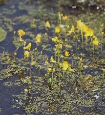 Attēlu rezultāti vaicājumam “Utricularia x neglecta bud”