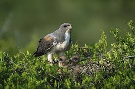 Attēlu rezultāti vaicājumam “Buteo buteo nest”