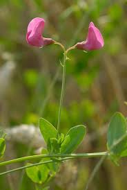 Attēlu rezultāti vaicājumam “Lathyrus tuberosus leaf”