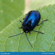 Attēlu rezultāti vaicājumam “Agelastica alni”