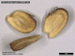 Attēlu rezultāti vaicājumam “Alisma plantago-aquatica fruit”