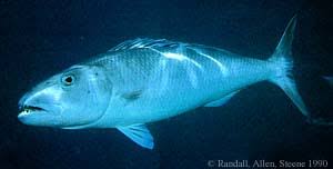 Image result for Aprion virescens