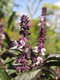 Attēlu rezultāti vaicājumam “Ocimum basilicum flower”
