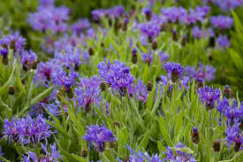 Attēlu rezultāti vaicājumam “Centaurea phrygia bud”