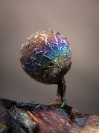 Attēlu rezultāti vaicājumam “Lamproderma pseudomaculatum macro”