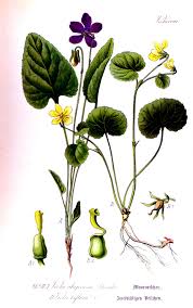 Attēlu rezultāti vaicājumam “Viola uliginosa”