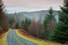 Image result for Abinger Forest Riding Club