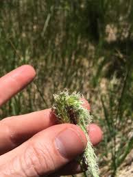 Attēlu rezultāti vaicājumam “Stemonitopsis aequalis (var. aequalis)”