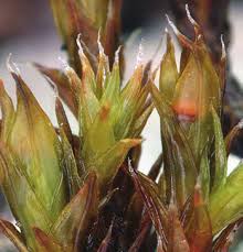 Attēlu rezultāti vaicājumam “Schistidium apocarpum macro”