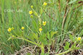 Attēlu rezultāti vaicājumam “Ranunculus mendax”