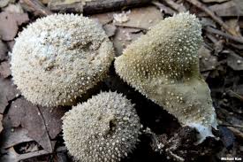 Attēlu rezultāti vaicājumam “Lycoperdon perlatum”