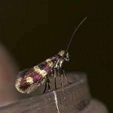 Attēlu rezultāti vaicājumam “Micropterix aureatella”