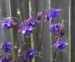 Attēlu rezultāti vaicājumam “Aquilegia vulgaris flower”
