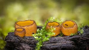 Attēlu rezultāti vaicājumam “Physarum leucopus”