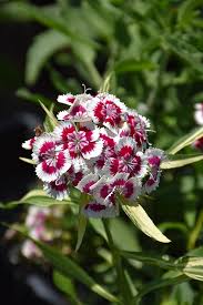 Attēlu rezultāti vaicājumam “Dianthus barbatus flower”