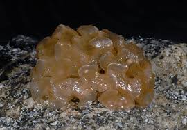 Image result for Cinctura hunteria