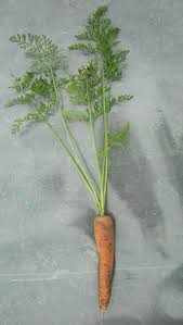 Attēlu rezultāti vaicājumam “Daucus sativus flower”