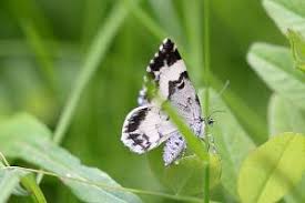 Attēlu rezultāti vaicājumam “Spargania luctuata”