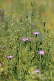 Image result for Agrostemma githago