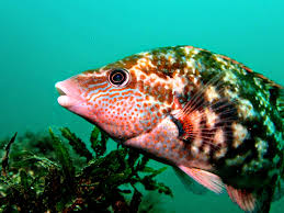 Image result for Symphodus bailloni