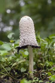 Attēlu rezultāti vaicājumam “Coprinus sp.”