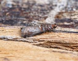 Attēlu rezultāti vaicājumam “Acrobasis advenella”