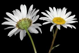 Attēlu rezultāti vaicājumam “Leucanthemum vulgare”