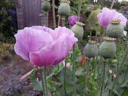 Image result for Papaver somniferum
