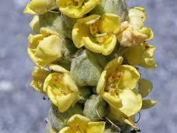Attēlu rezultāti vaicājumam “Verbascum thapsus bud”