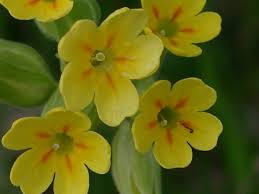 Image result for Schlüsselblumen