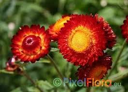 Image result for Helichrysum subulifolium