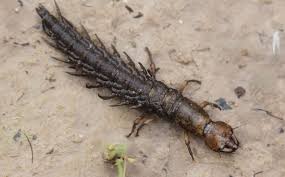 Attēlu rezultāti vaicājumam “Megaloptera”