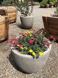 Attēlu rezultāti vaicājumam “Helianthemum x hybridum”