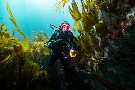 Image result for Splash Divers Sub Sub Aqua Club