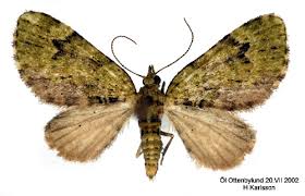 Attēlu rezultāti vaicājumam “Chloroclystis v-ata”