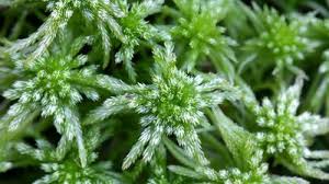 Attēlu rezultāti vaicājumam “Sphagnum contortum”