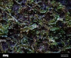 Attēlu rezultāti vaicājumam “Chiloscyphus polyanthos”