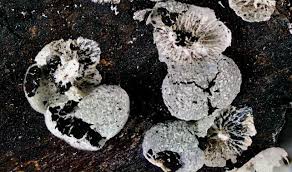 Attēlu rezultāti vaicājumam “Badhamia lilacina”