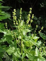 Attēlu rezultāti vaicājumam “Mercurialis perennis flower”
